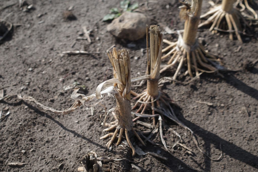 Corn Field Trials