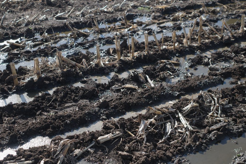Corn Field Trials