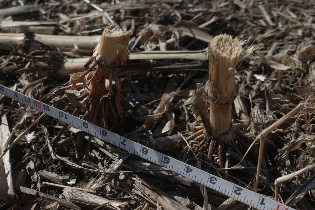 Corn Field Trials